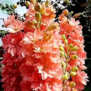 سيمي دي فيوري بلو دلفينيوم فيولا دلفينيوم دلفينيوم شبه دائري/ دائم 100 قطعة E48 وردي